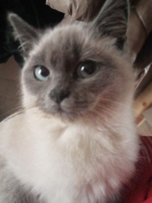 Віддам в добрі руки сіамську кішечку