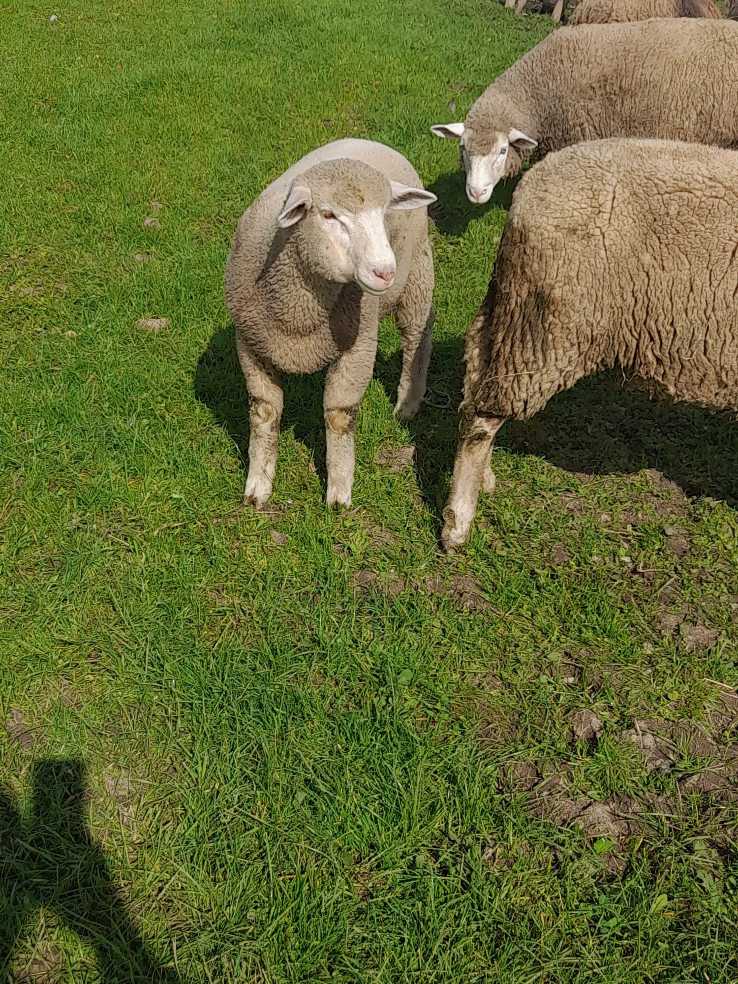 Vendo borrego de raça ile de france