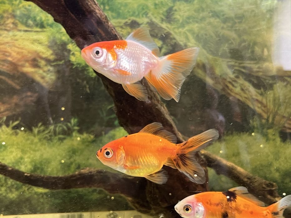 3 peixes de agua fria