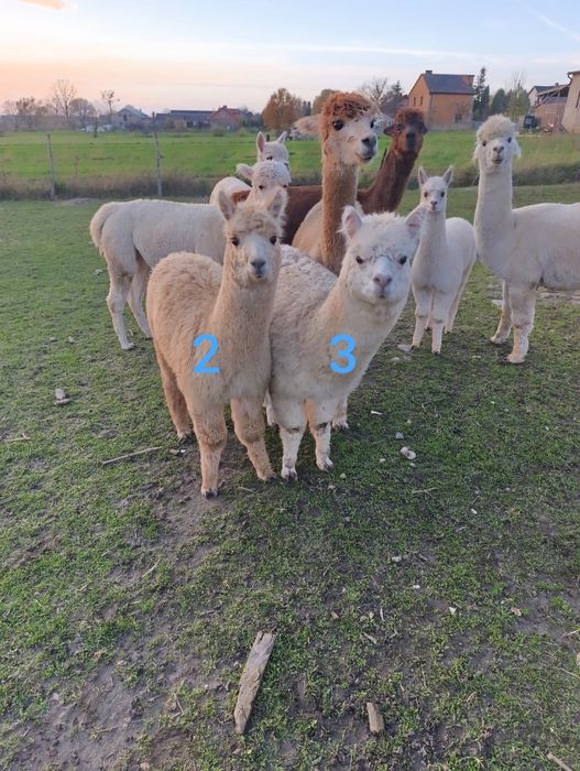 Alpaka Stado alpak alpaki