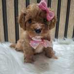 Cavapoo F1 suczka