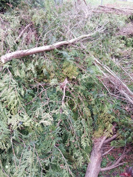 Ścięte tuje za darmo