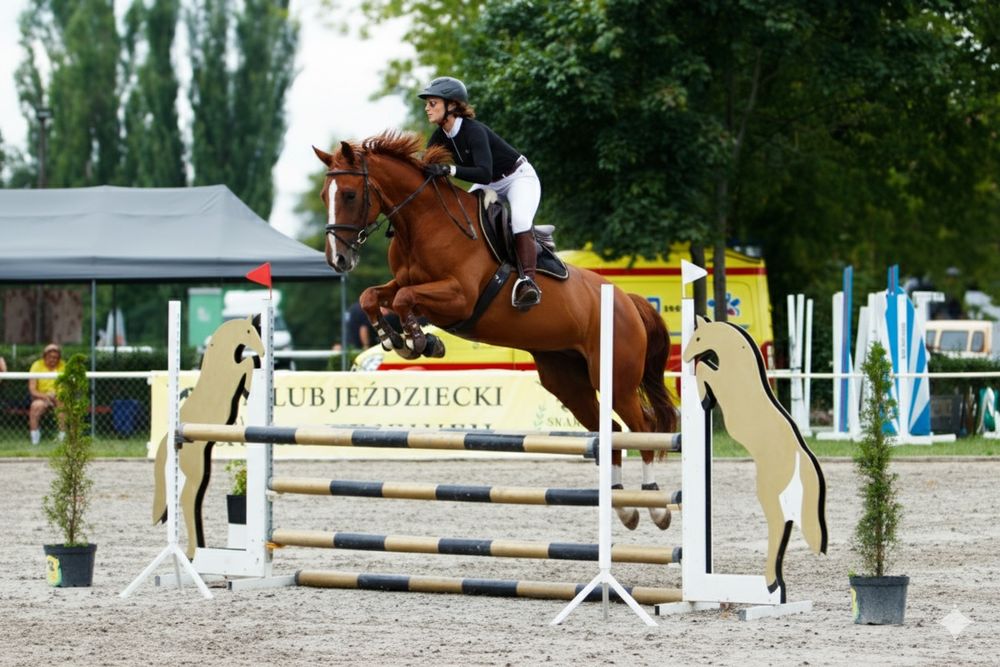 Klacz profesor skoki WKKW