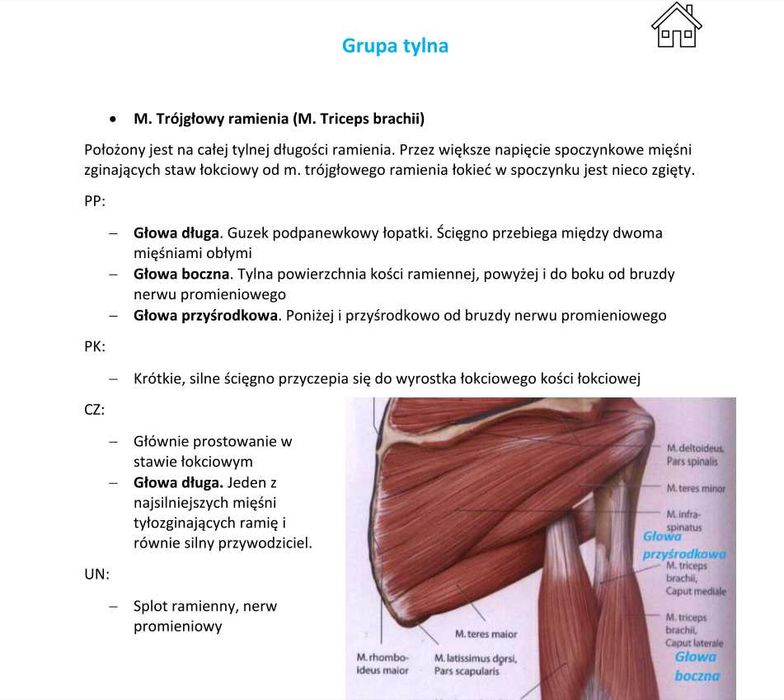 Notatki z anatomii, układ mięśniowy