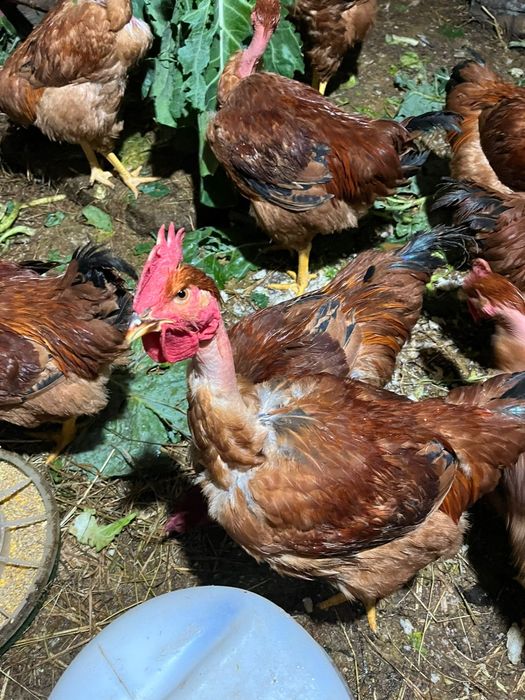 Galos Caseiros venda