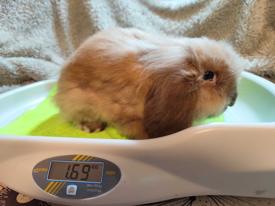 Coelho anão lion lop - adoção gratuita