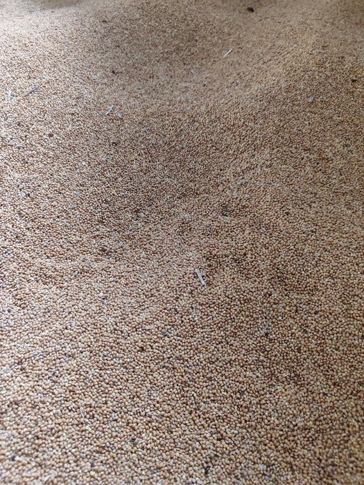 Proso żółte zbiór 2025