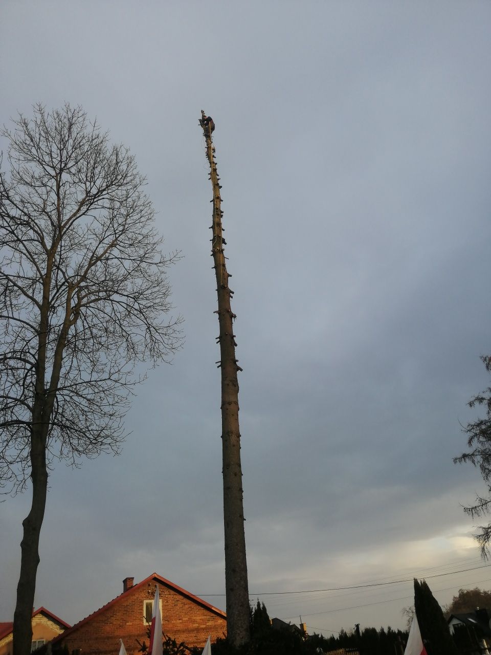 Wycinka drzew, rąbanie drzewa, przerzynka lubelskie