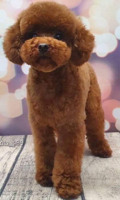 Bichpoo, Frispoo, , Pochoon, Maltipoo