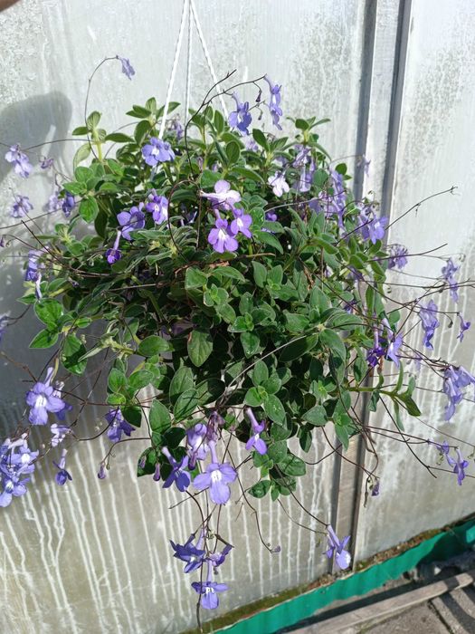 Skrętnik Streptocarpus doniczka wisząca
