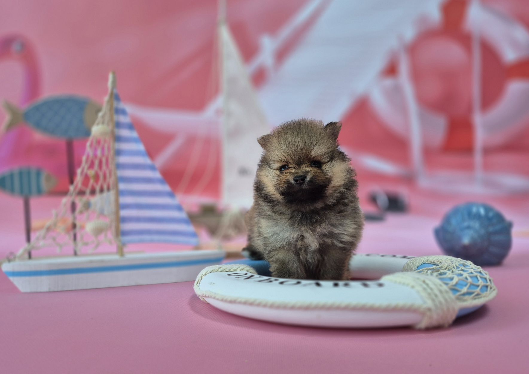 chłopiec szpic miniaturowy pomeranian