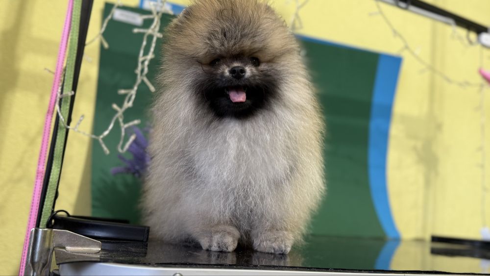 Милий малюк померанчик