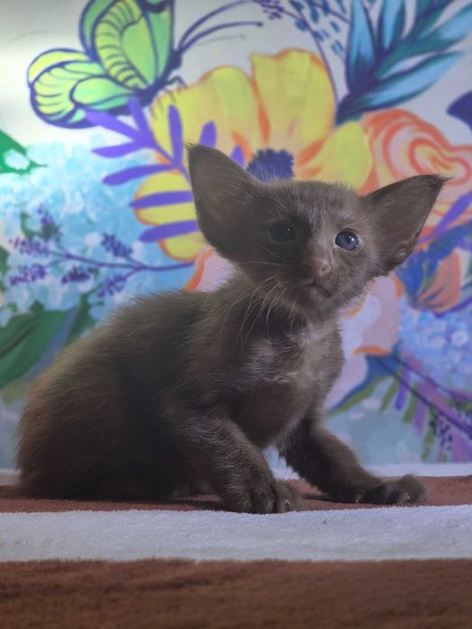 Орієнтал, цинамон, шикарний хлопчик