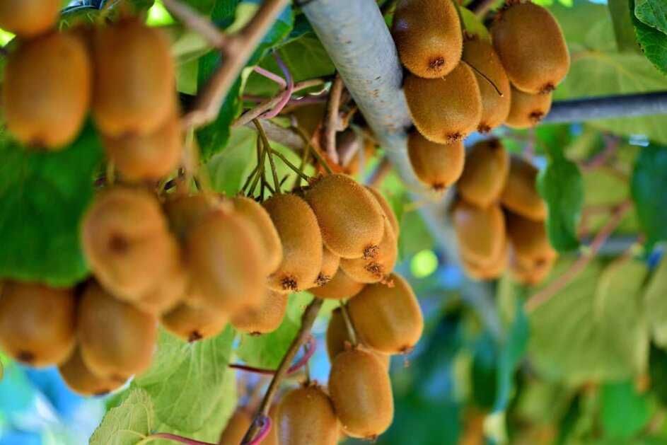 Sadzonki Mini Kiwi! Duże zdrowe ! Samopylne Issai Mini Kiwi
