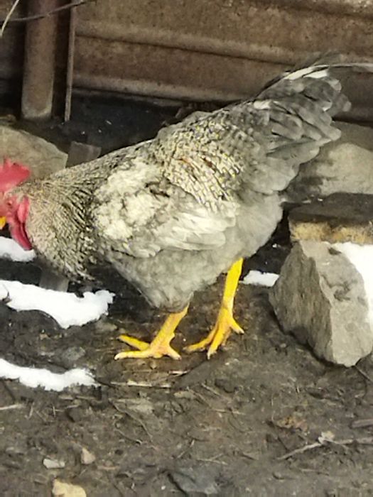 Обмін на бараболю різну моїх півнів, на зерно, крупи, курочок, а тако