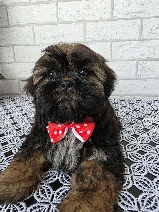 Shih Tzu samiec Przystojniak
