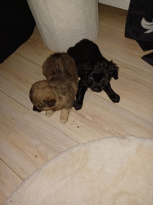 Chihuahua mix szpic szczeniaczki