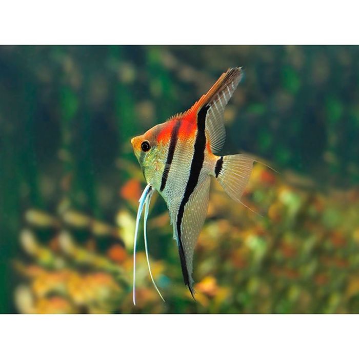 Escalar RED BACK MANACAPURU