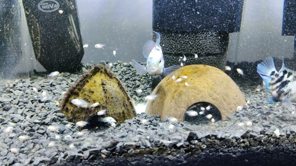 Pielęgnice papuzie Blue Tiger