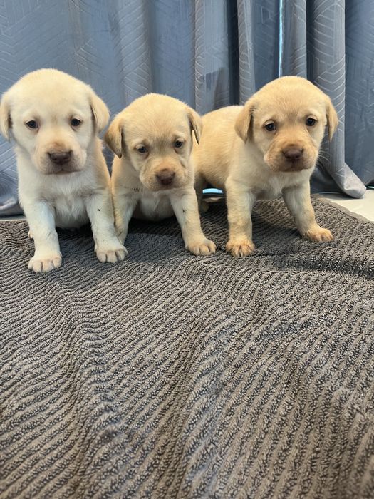 Szczeniak labrador retriever