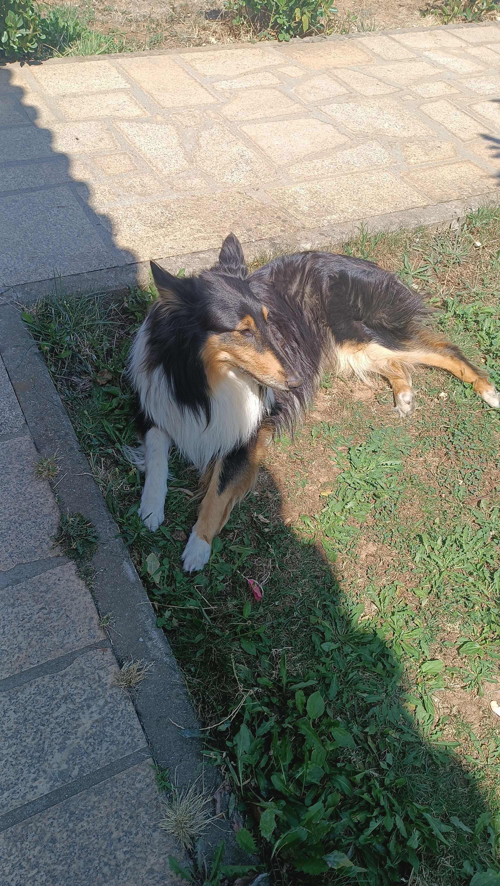 Rough collie procura namorado