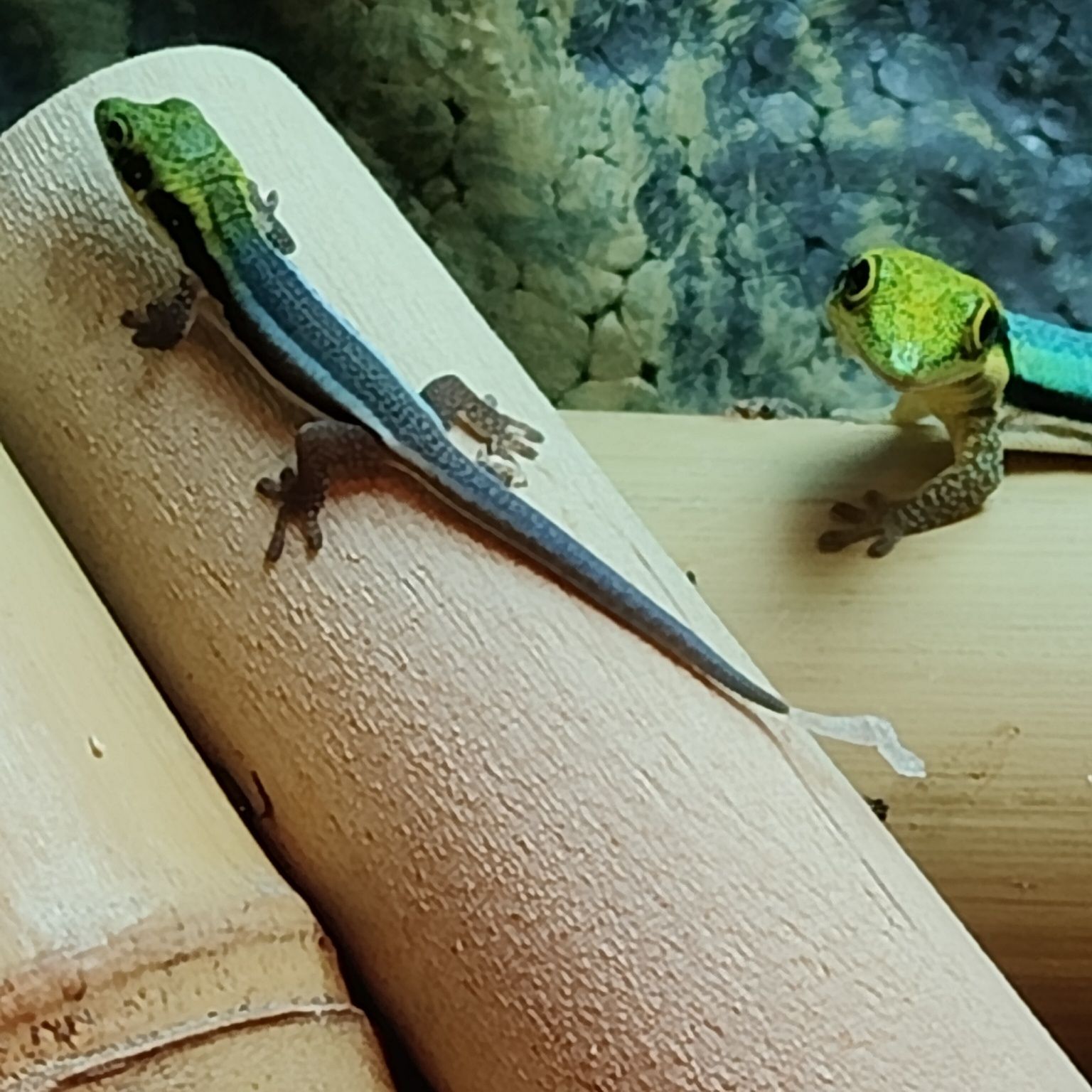 Jaszczurka dzienna gekon dzienny z Madagaskaru