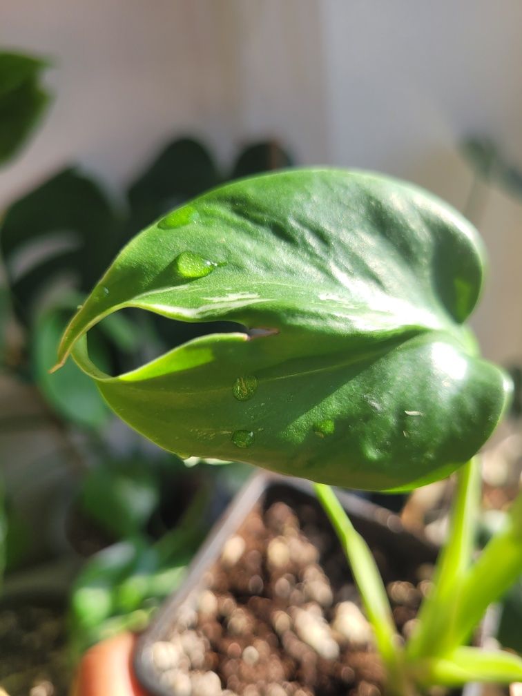 Monstera Variegata