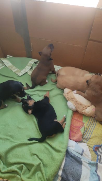 Cães bebé para adopção responsavel