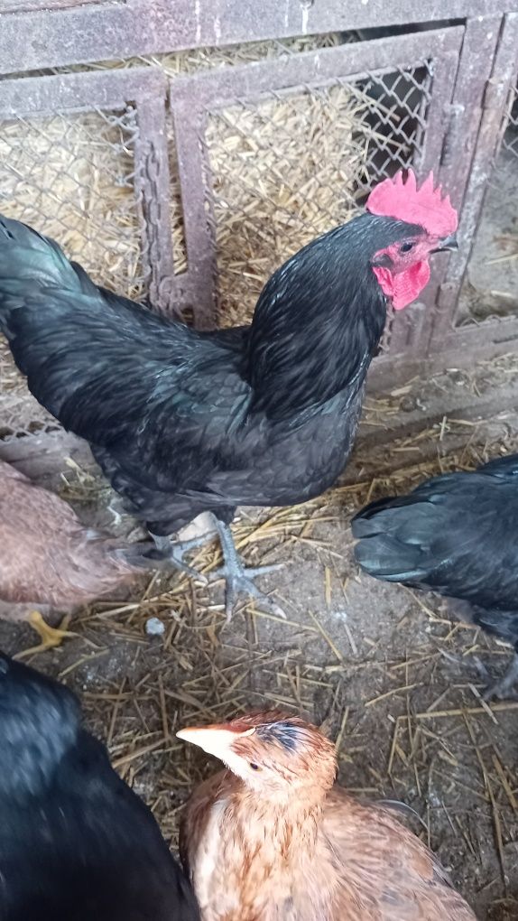 Koguty australorp i leghorn