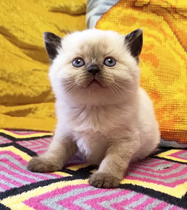 Шотландська прямовуха дівчинка.  Плюшевые котята.  Кошенята.  Котёнок