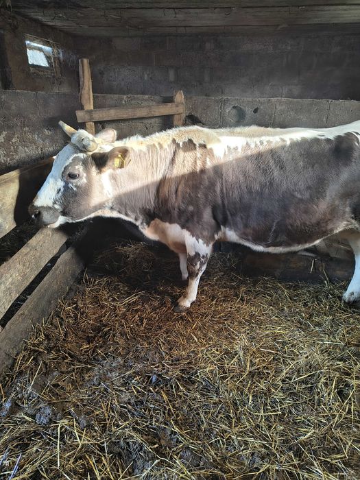 krowa białogrzbieta cielna 8 miesięcy dwa byki zarłoki