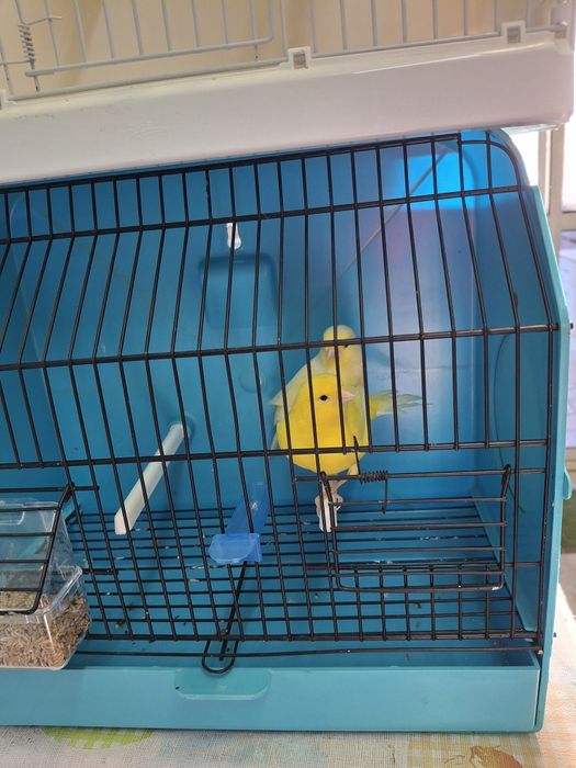 Canarios de qualidade