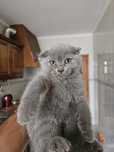 Gata Scottish fold/straight