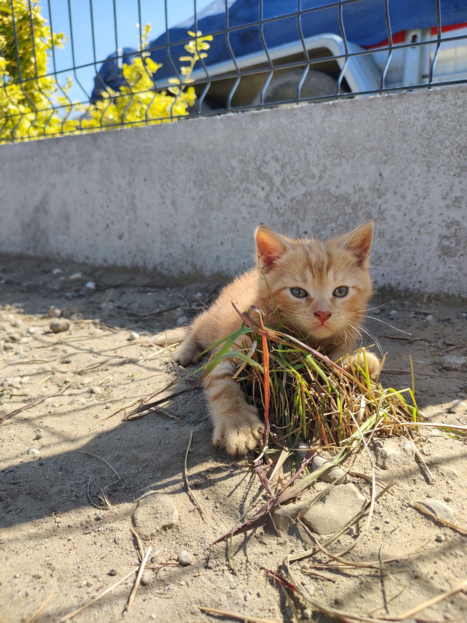 Oddam koty w dobre ręce