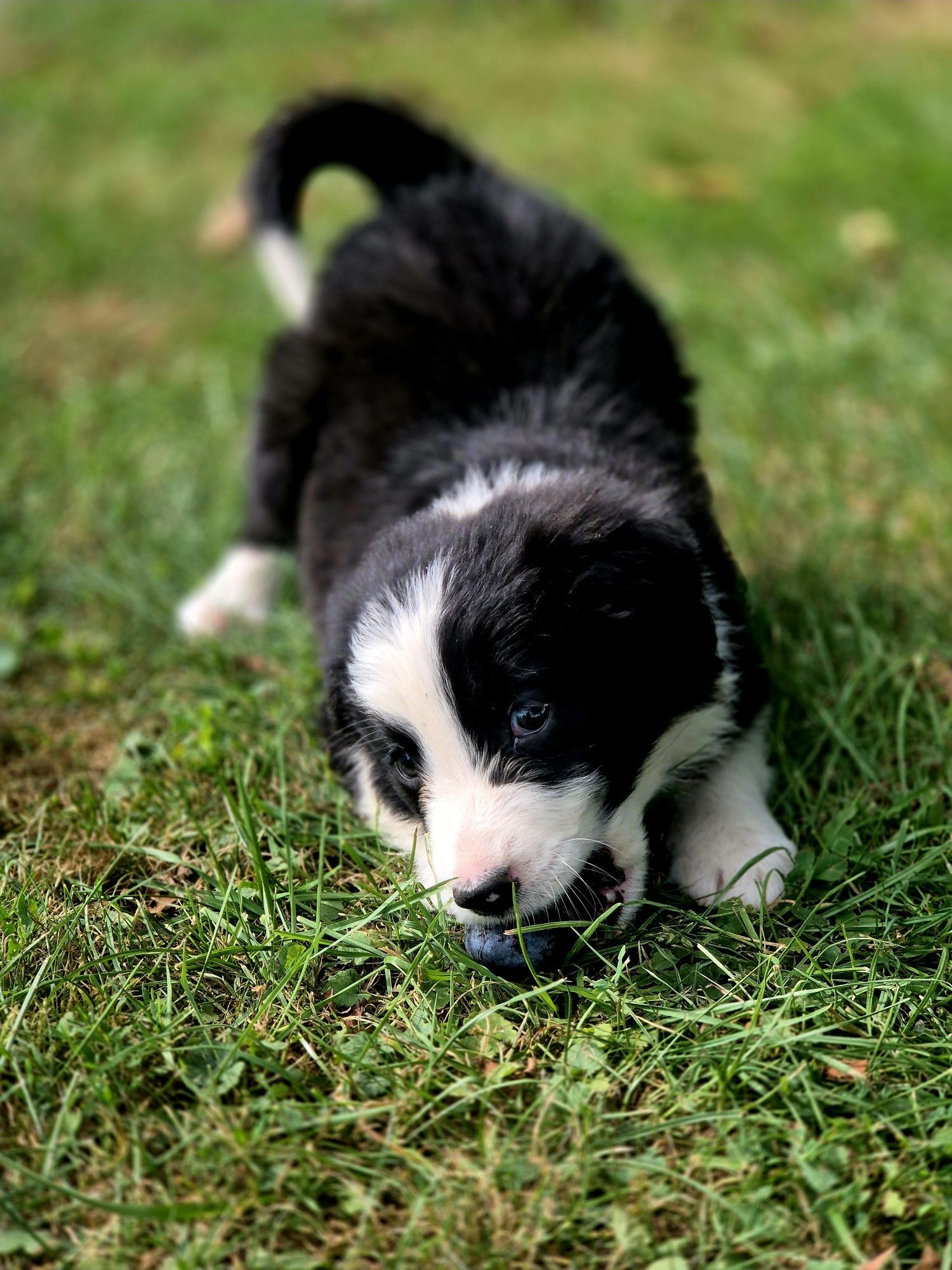 Border Collie chłopiec