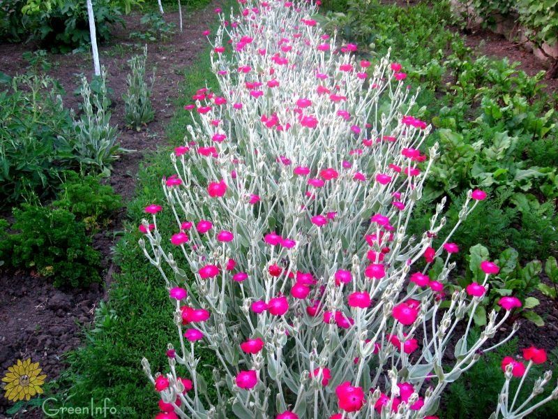 Традесканция садовая, лунник, лилейник желтый , водосбор