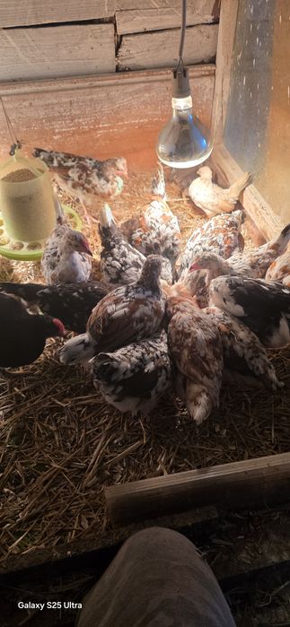 Kurczaki szwedzkie kwiaty i czubatki staropolskie