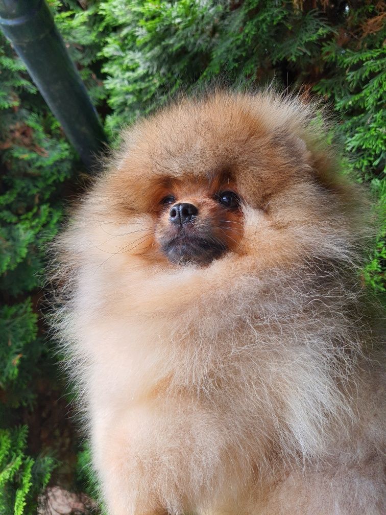 Piękny piesek pomeranian