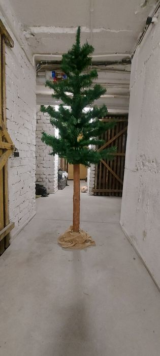 Choinka na pniu  sprzedam