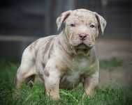 American Bully XL ABKC tri choco merle