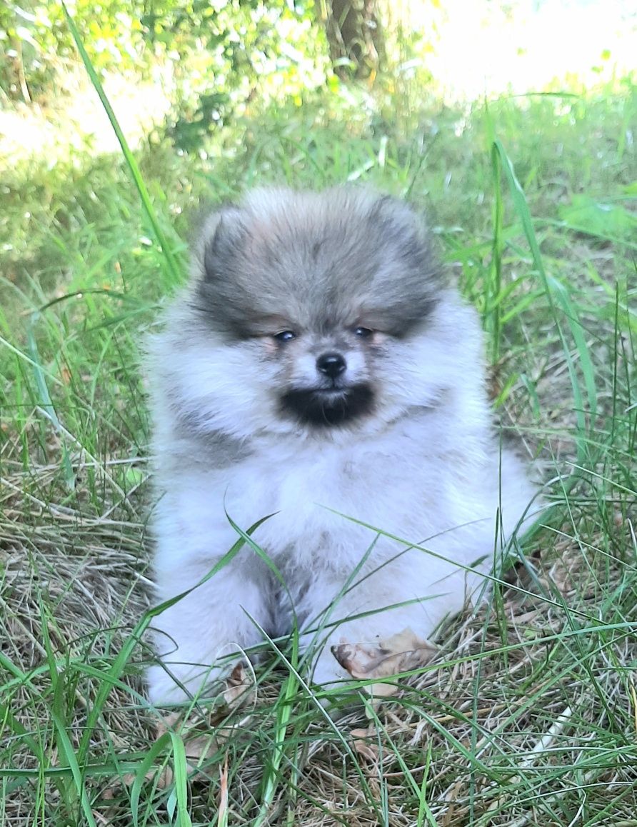 Miś xs szpic miniaturowy pomeranian