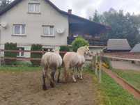 Sprzedam Klacze Perszeron
