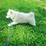 Szczeniaczek rasy Samoyed ZKwP FCI Szuka domu, Zapraszam.