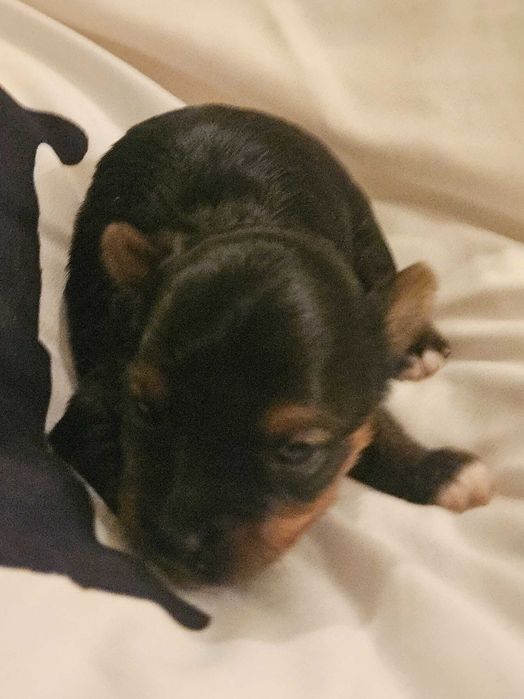 Yorkshire Terrier pies