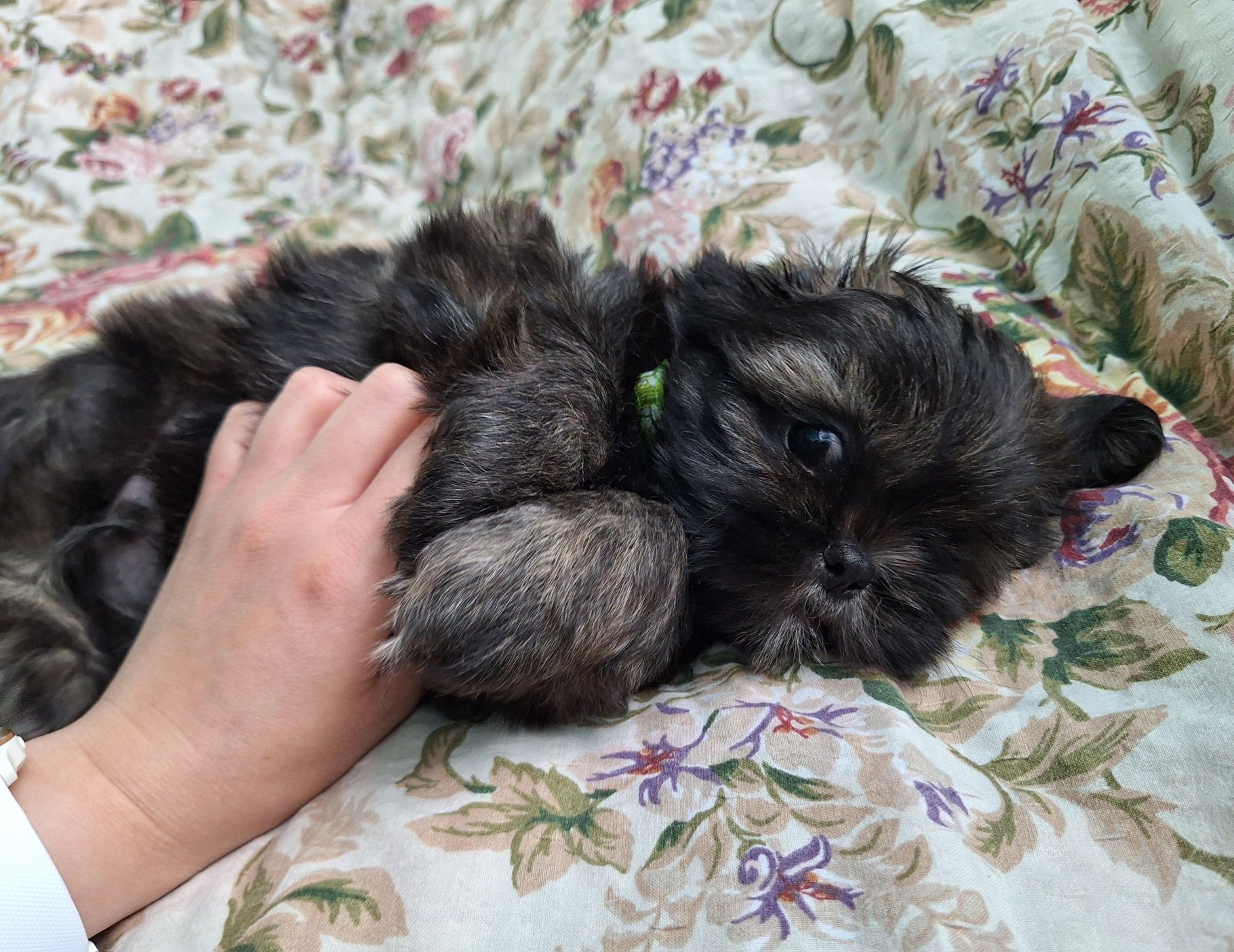 Shih-Tzu piesek brązowy