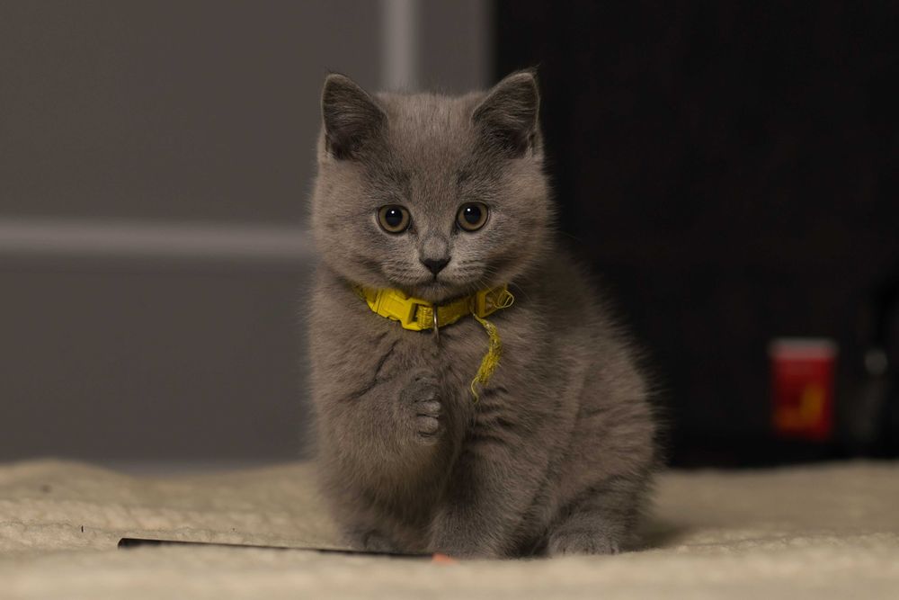 Kot brytyjski niebieski  krótkowłosy