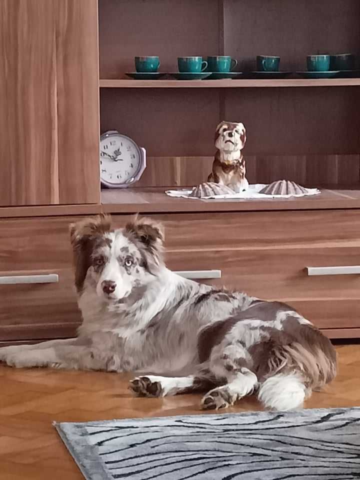 Rodowodowy piesek red merle Border Collie FCI