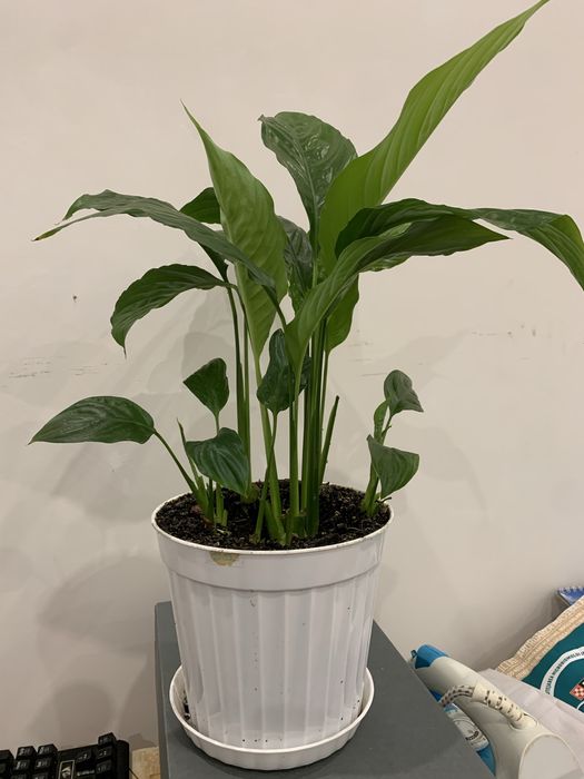 Квітка в горщику жіноче щастʼя