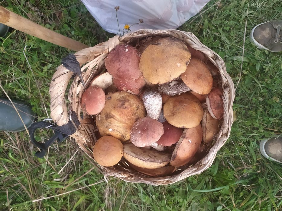 Грибы маринованные, любые