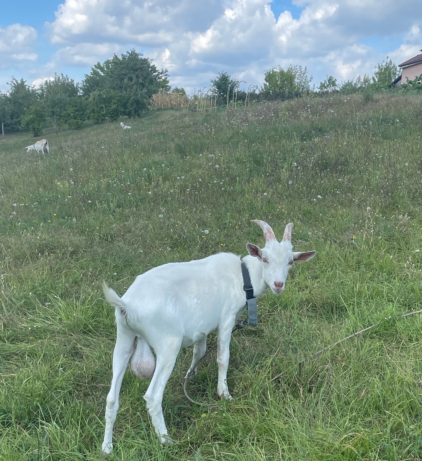 Альпійський,Зааненський козлики